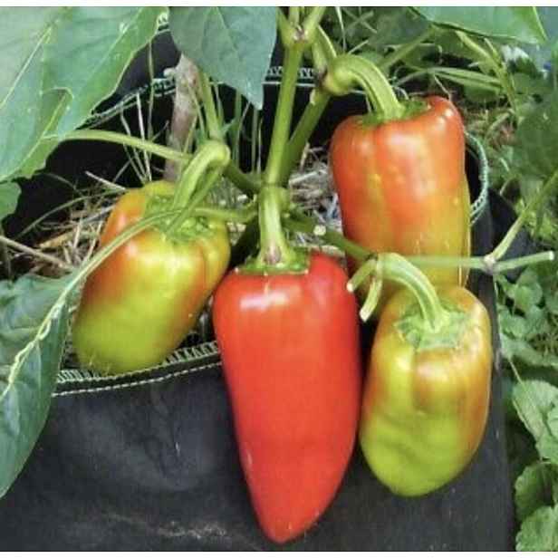 Culina Botanica Paprika Anastázie