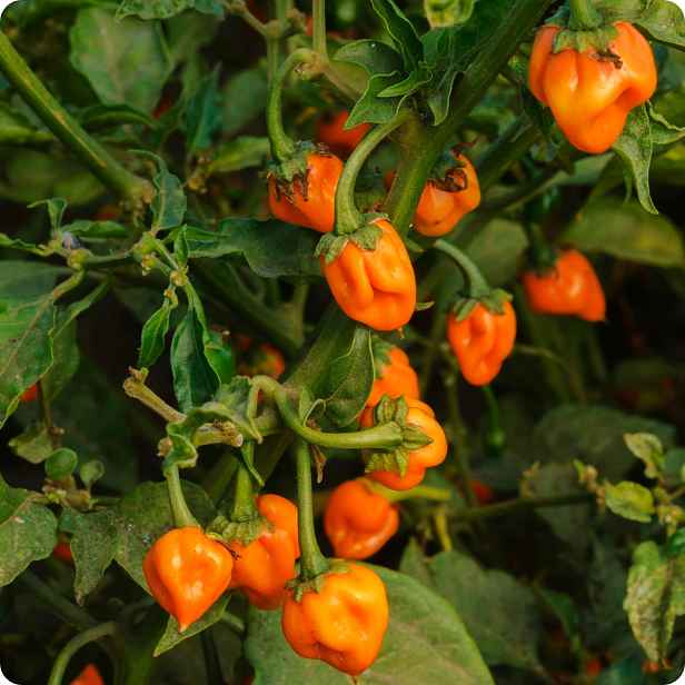 Culina Botanica Paprika Habanero oranžová