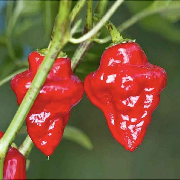 Culina Botanica Paprika Habanero Tasmanian RED červená