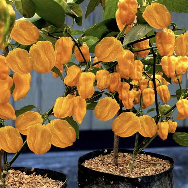 Culina Botanica Paprika Habanero limon