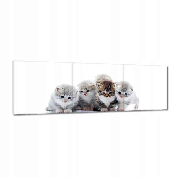 Obrazy 120x40 Kočka Kotě Kočky Kočka