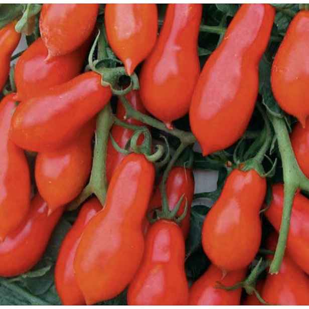 Culina Botanica Rajče rybízové Vijanka