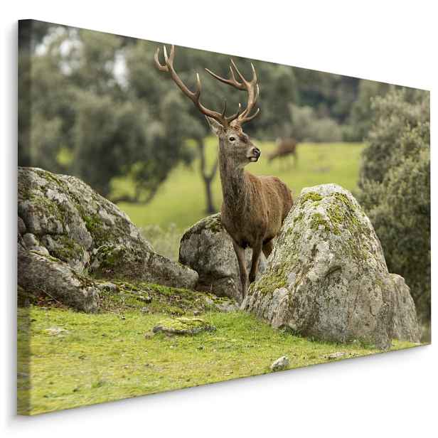 MyBestHome BOX Plátno Jelen Mezi Skálami Varianta: 70x50