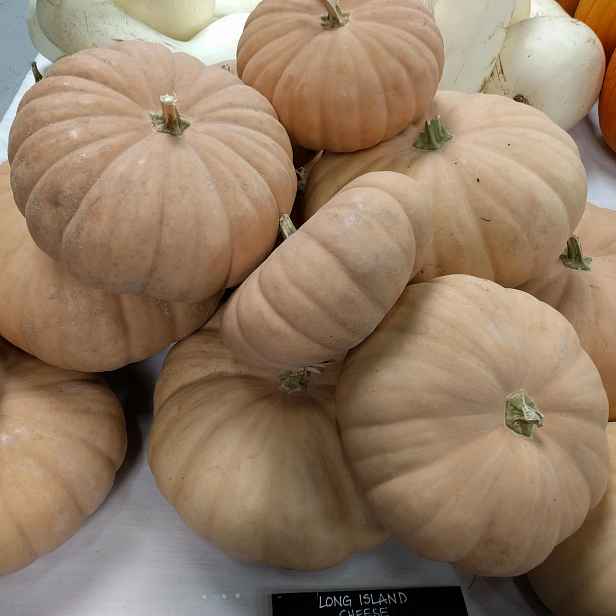 Culina Botanica Dýně Long Island Cheese