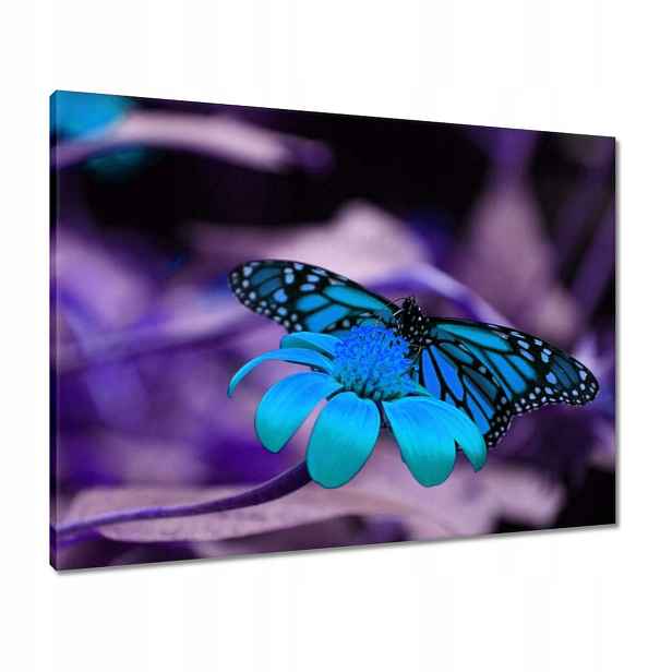 Obrazy 80x60 Modrý motýl