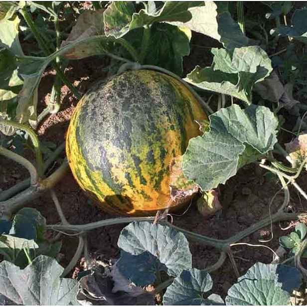 Culina Botanica Meloun cukrový Banana di Lentigione