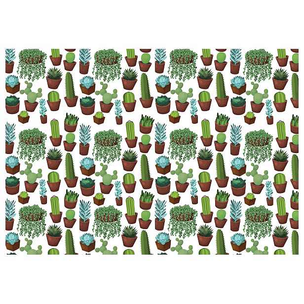 Fototapeta Kaktusy a Sukulenty rostlinný vzor na bílém pozadí 250x175 lepidlo