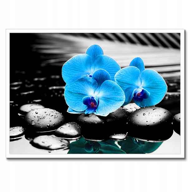 Plakáty v rámu 70x50 Tyrkysový orchidej Květina