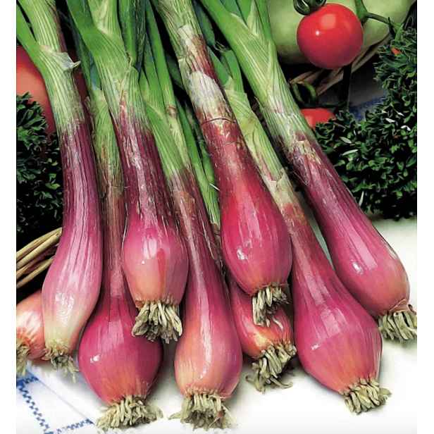Culina Botanica Červená cibule Toga