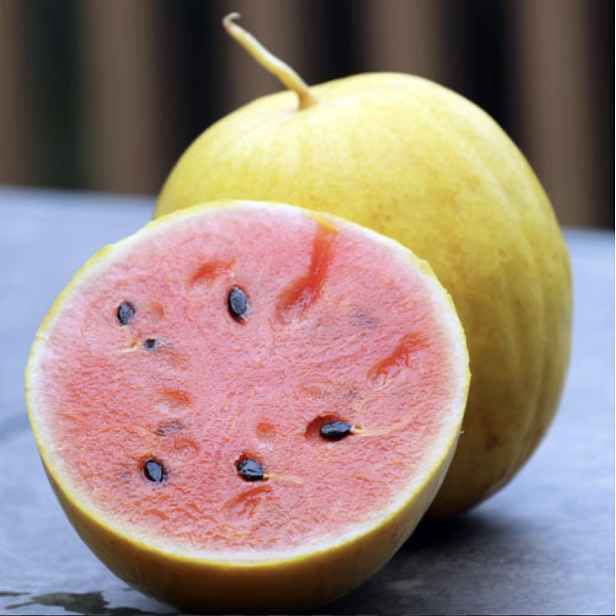 Culina Botanica Meloun vodní Golden Midget