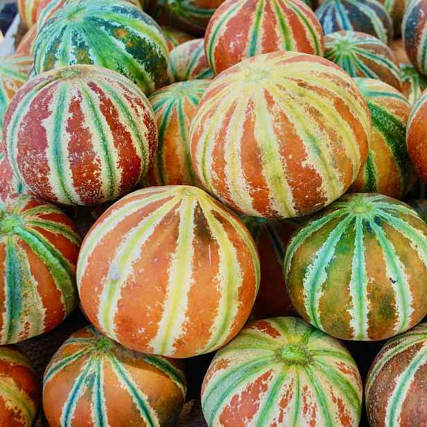 Culina Botanica Meloun cukrový Kajari