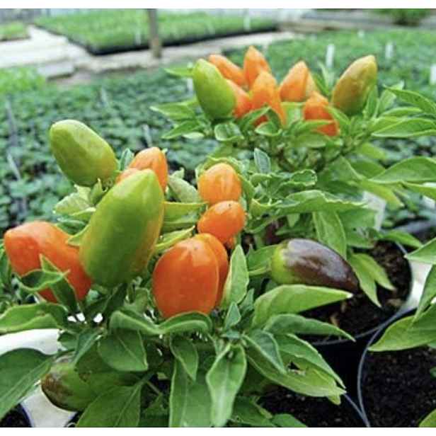 Culina Botanica Paprika Foxta