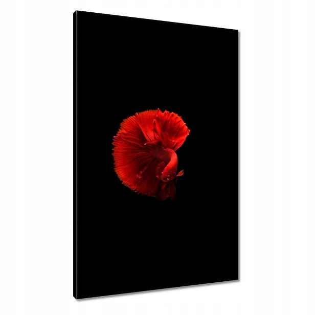 Obrazy 60x90 Bojovník Rybka Červená