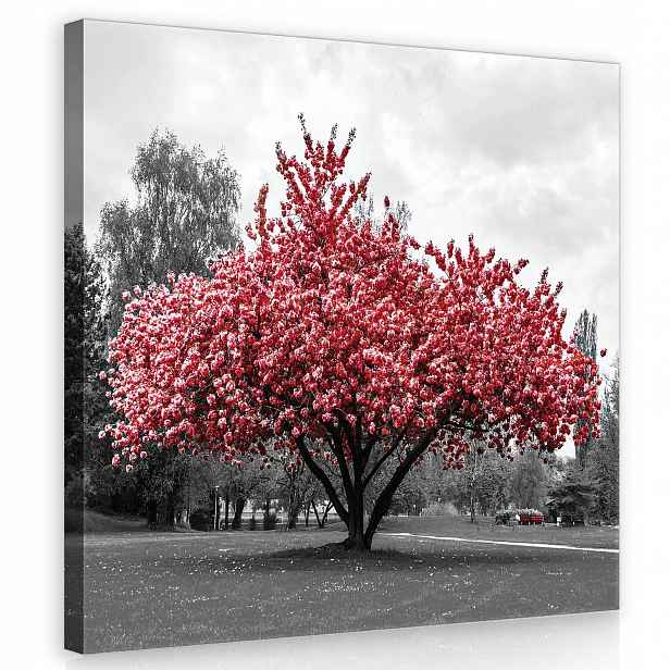 Obraz Na Plátně Canvas 80x80 Červené Dřevo