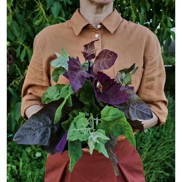 Culina Botanica Lebeda zahradní trojbarevná Aurora