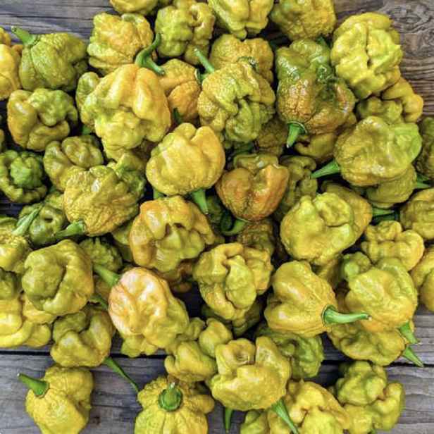 Culina Botanica Paprika pálivá Big Mustard Mama