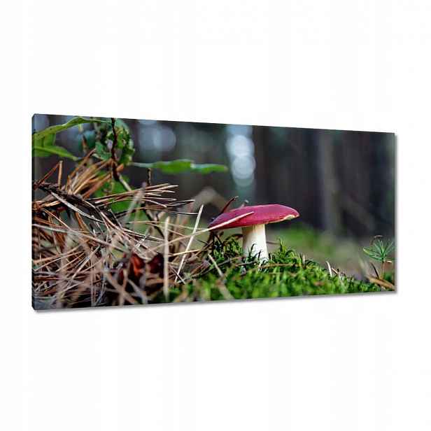 Obrazy 115x55 Houba Červená muchomůrka