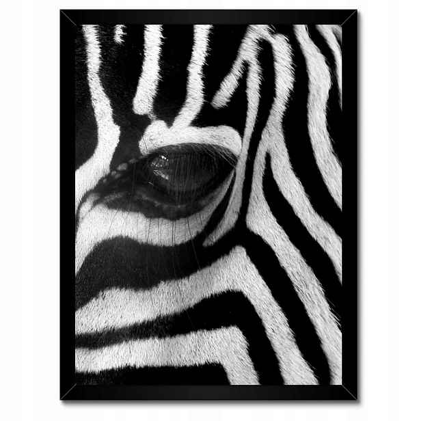 Plakáty v rámu 30x40 Černobílé pruhy Zebra