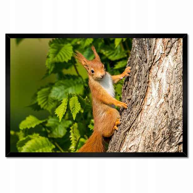 Plakáty v rámu 60x40 Zvířata Zvířátka