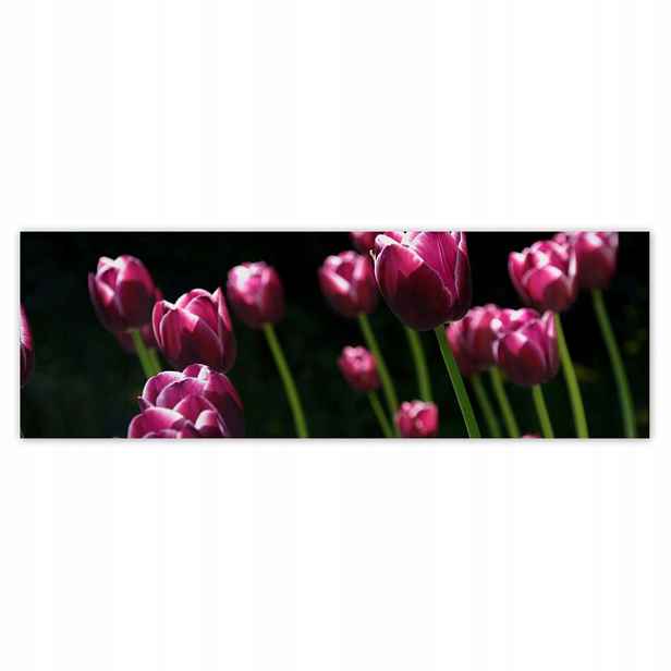 Plakáty 200x66 Fialové tulipány