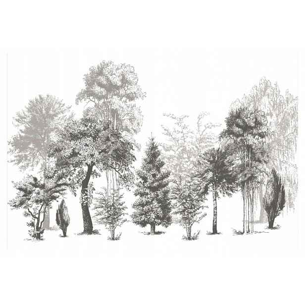 Mwssegge vliesová tapeta fototapeta Les stromy černobílá 300 x 210 cm
