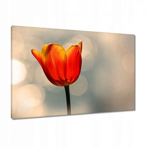 Obrazy 90x60 Oranžový tulipán