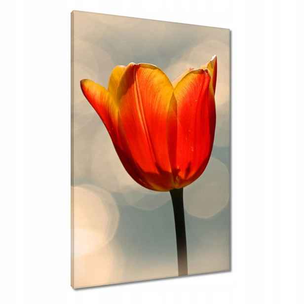 Obrazy 60x90 Oranžový tulipán