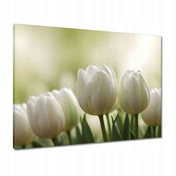 Obrazy 80x60 Bílé tulipány