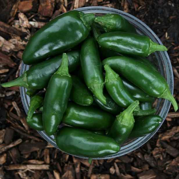 Culina Botanica Paprika Jalapeno Ruben BIO