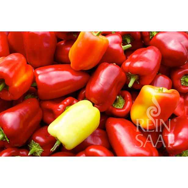 Culina Botanica Paprika sladká Alberagia
