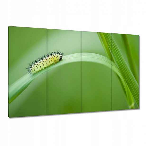 Obrazy 120x80 Zelená housenka