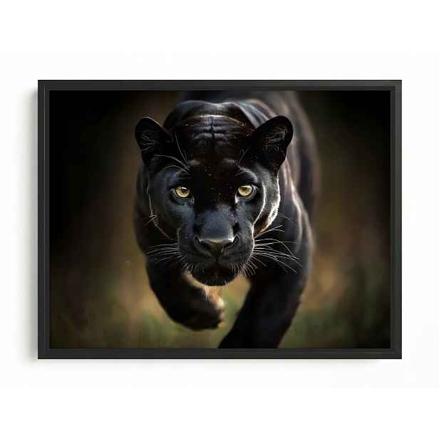 Obraz Rám Americký Box Zvíře Dravec Kočka Černá Pantera Puma 80x60