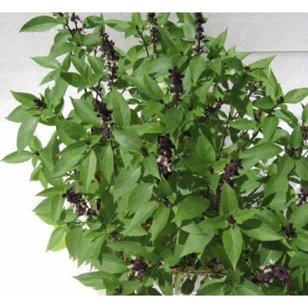 Culina Botanica Bazalka posvátná Nicobar