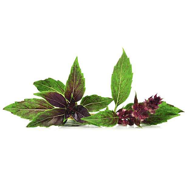 Culina Botanica Bazalka Red Tulsi