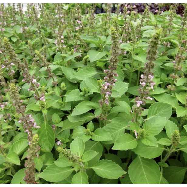 Culina Botanica Bazalka vanilková "Blue spice"