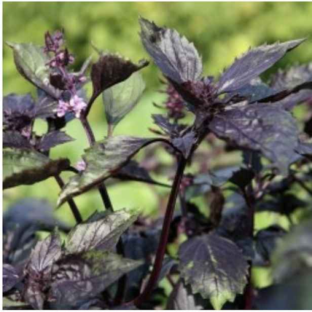 Culina Botanica Bazalka Ararat