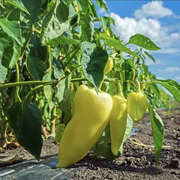 Culina Botanica Paprika PCR - pálivá