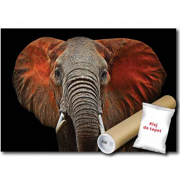 Vinylová Fototapeta Slon Portrét Zvíře Fauna Příroda 152x104