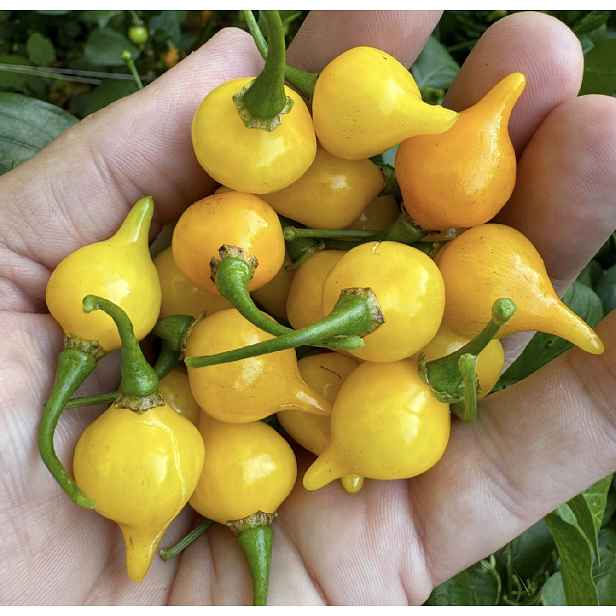 Culina Botanica Paprika Biquinho yellow