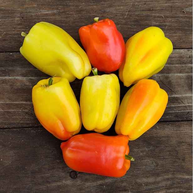 Culina Botanica Paprika Pusztagold