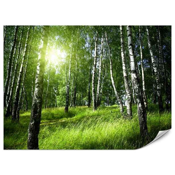 Muralo FOTOTAPETA do Obývacího Pokoje Zelený Březový Les Tráva Slunce Příroda 200x140