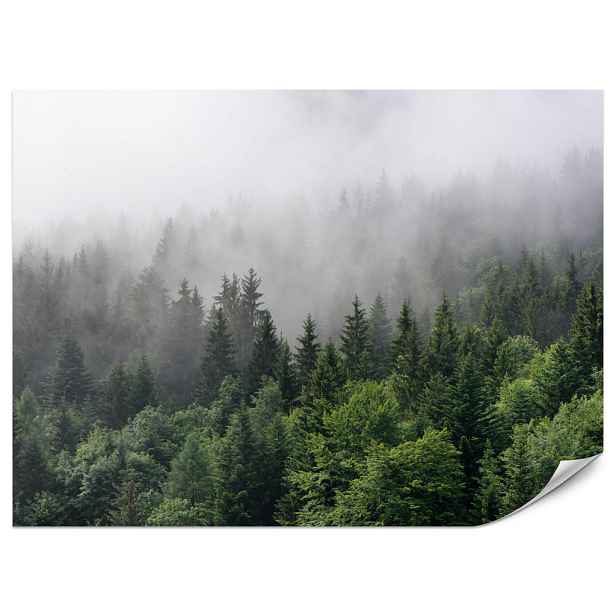 Muralo FOTOTAPETA do Obývacího Pokoje Jehličnaté Stromy Mlhavý Les Zelená 450x315