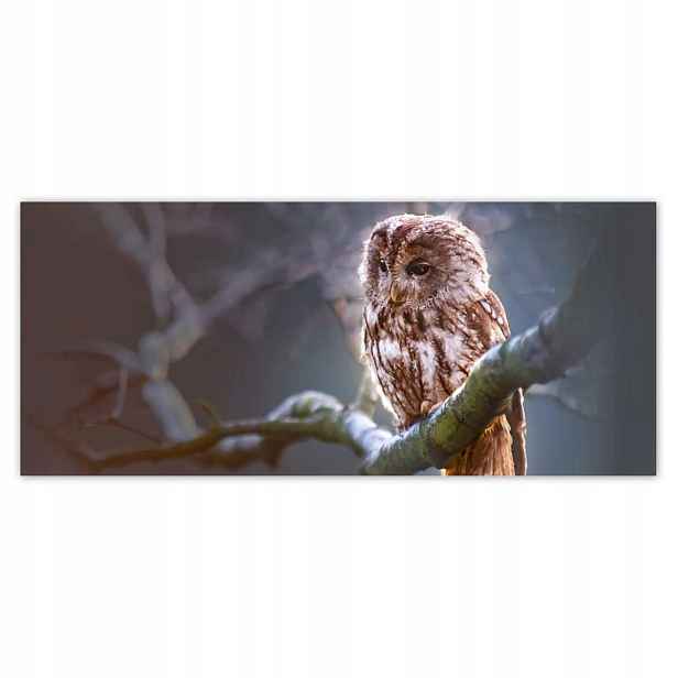 Fototapety 211x91 Sova na větvi Dravec