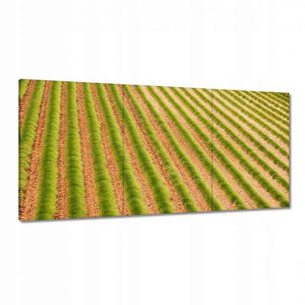 Obrazy 120x60 Zelená Provence