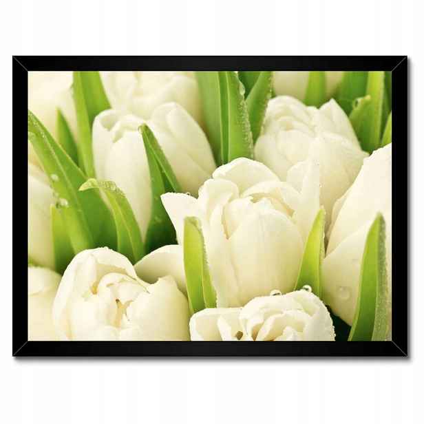 Plakáty v rámu 40x30 Jemné tulipány