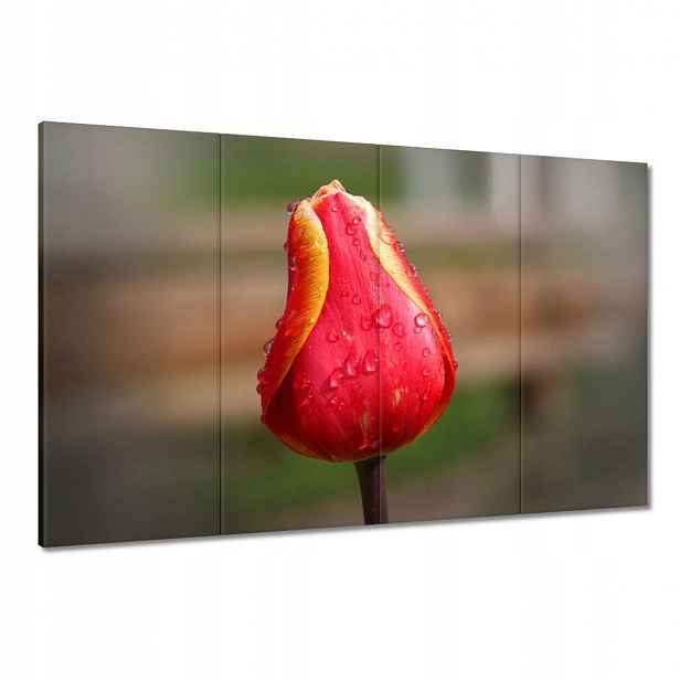 Obrazy 120x80 Červeno-žlutý tulipán
