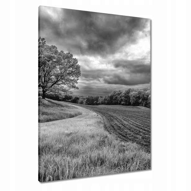 Obrazy 60x80 Černobílé pole