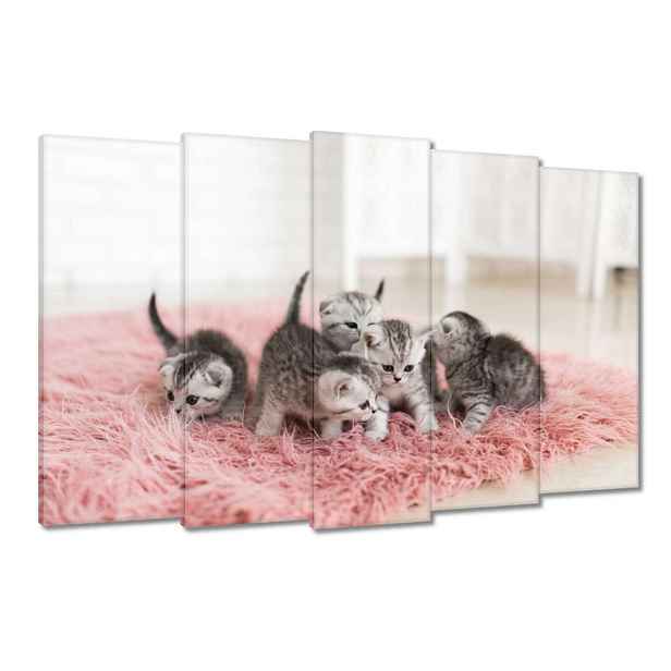 Obrazy 150x95 Pět malých koťátek