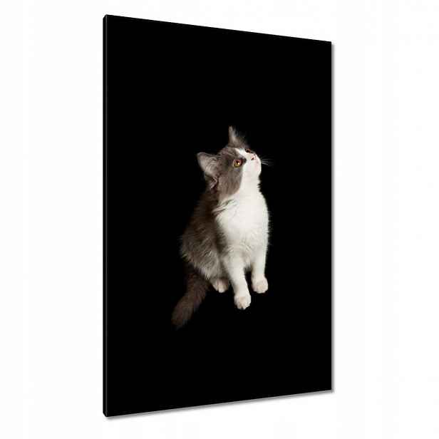 Obrazy 80x120 Roztomilé malé šedé kotě