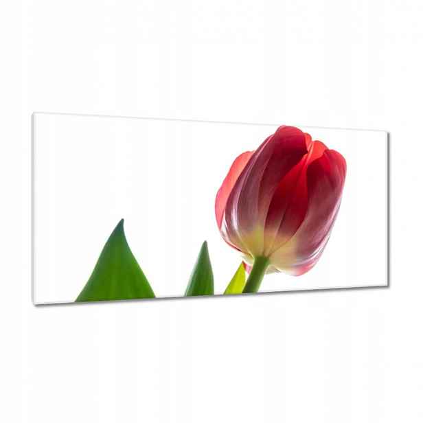 Obrazy 115x55 Červený tulipán Květina